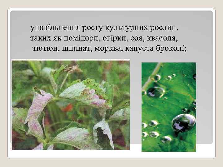 уповільнення росту культурних рослин, таких як помідори, огірки, соя, квасоля, тютюн, шпинат, морква, капуста