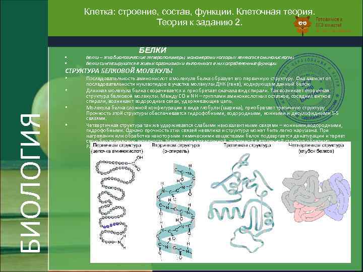 Клетка: строение, состав, функции. Клеточная теория. Теория к заданию 2. • • БЕЛКИ Белки