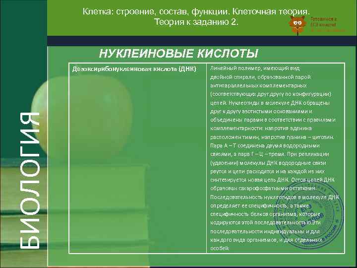 Клетка: строение, состав, функции. Клеточная теория. Теория к заданию 2. НУКЛЕИНОВЫЕ КИСЛОТЫ БИОЛОГИЯ Дезоксирибонуклеиновая