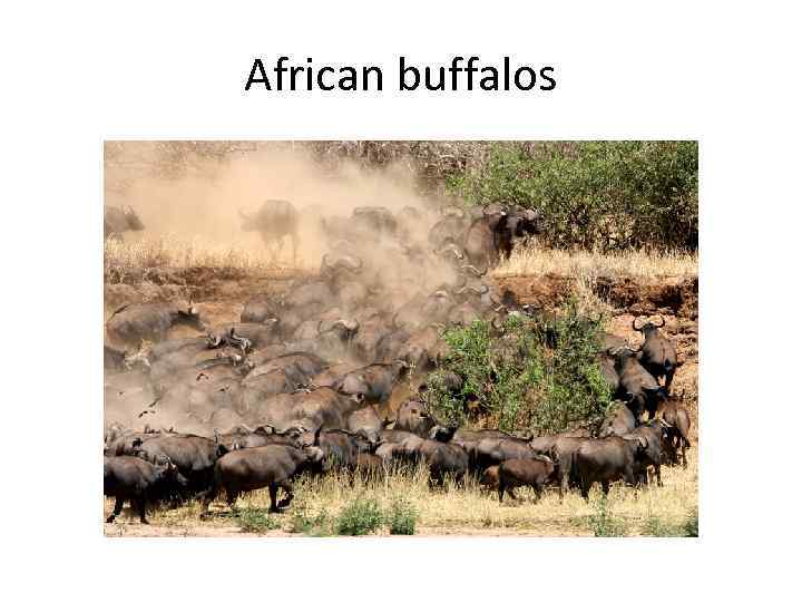 African buffalos 