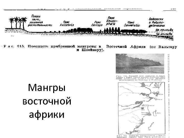 Мангры восточной африки 