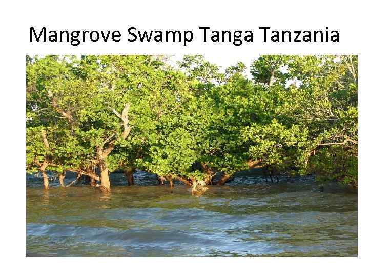 Mangrove Swamp Tanga Tanzania 