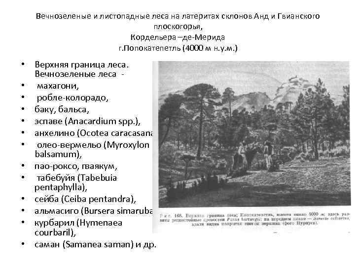Вечнозеленые и листопадные леса на латеритах склонов Анд и Гвианского плоскогорья, Кордельера –де-Мерида г.