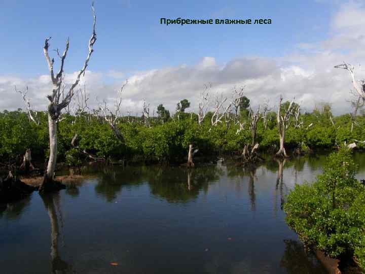 Прибрежные влажные леса 