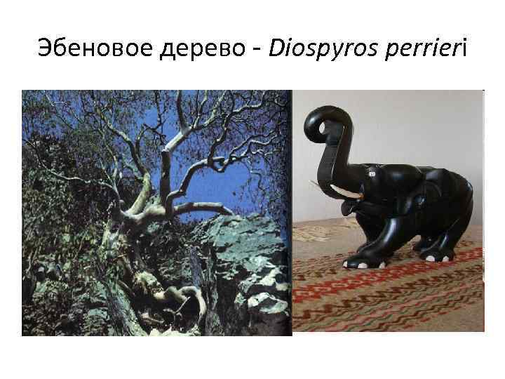 Эбеновое дерево - Diospyros perrieri 