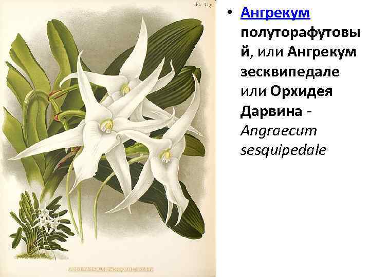 • Ангрекум полуторафутовы й, или Ангрекум зесквипедале или Орхидея Дарвина - Angraecum sesquipedale