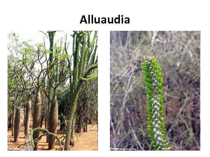 Alluaudia 