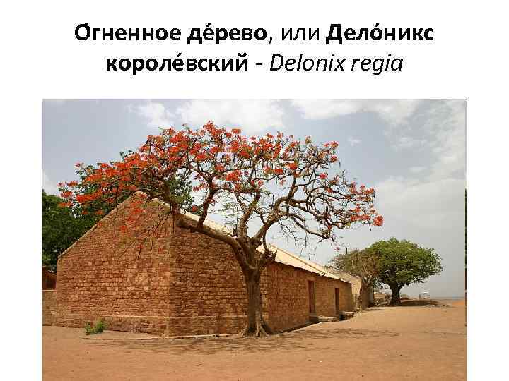О гненное де рево, или Дело никс короле вский - Delonix regia 