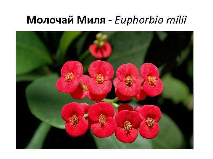 Молочай Миля - Euphorbia milii 