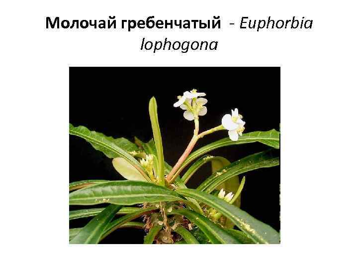 Молочай гребенчатый - Euphorbia lophogona 
