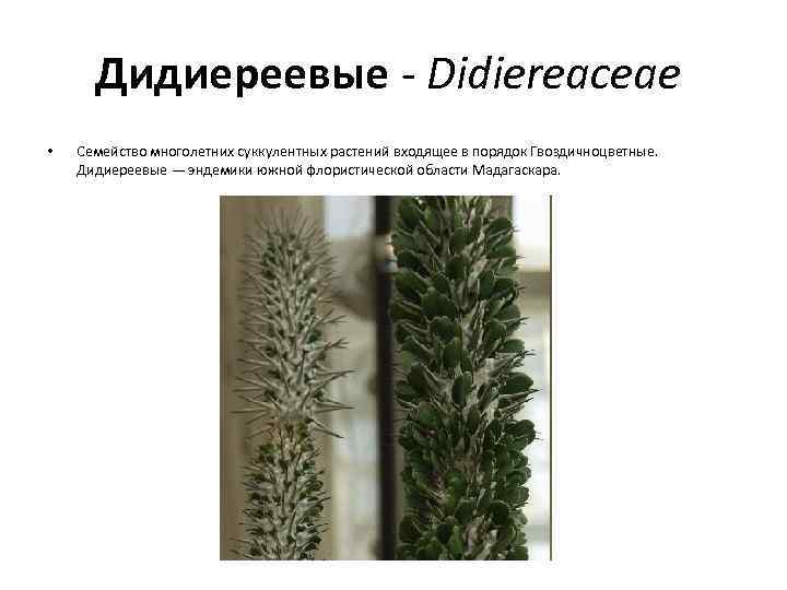 Дидиереевые - Didiereaceae • Cемейство многолетних суккулентных растений входящее в порядок Гвоздичноцветные. Дидиереевые —