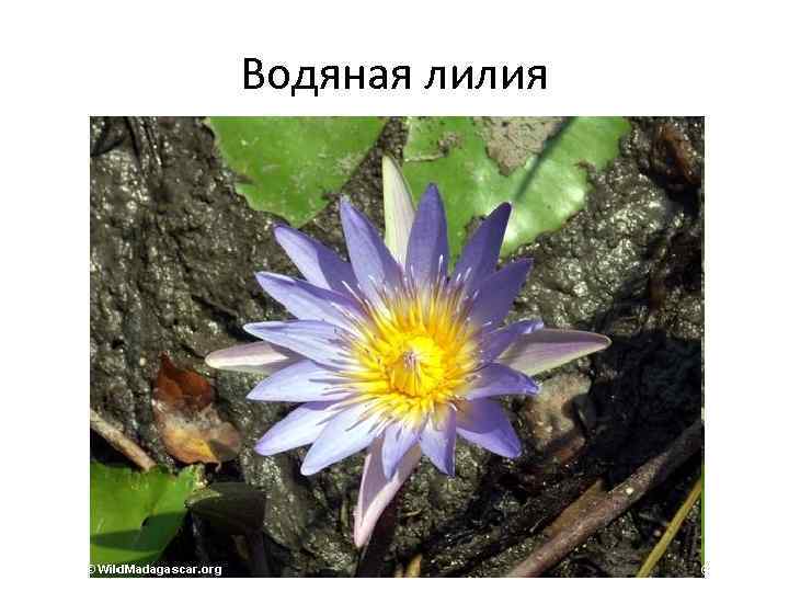 Водяная лилия 