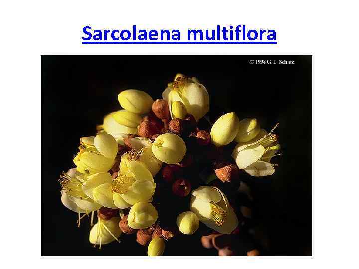 Sarcolaena multiflora 