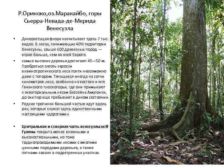 Р. Ориноко, оз. Маракайбо, горы Сьерра-Невада-де-Мерида Венесуэла • • Дикорастущая флора насчитывает здесь 7