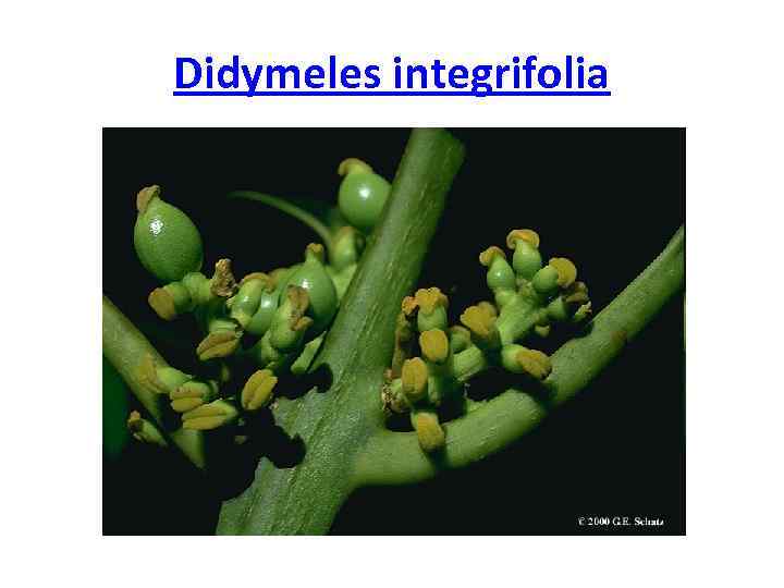 Didymeles integrifolia 