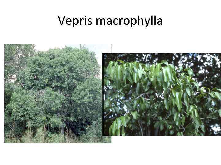Vepris macrophylla 