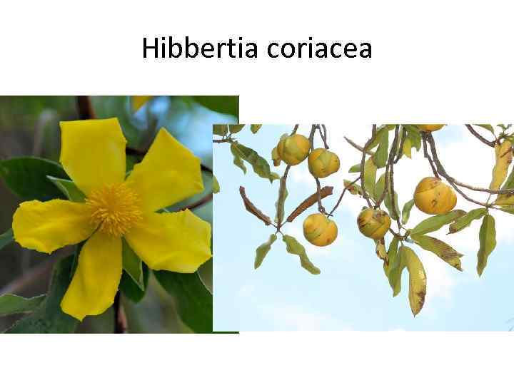 Hibbertia coriacea 