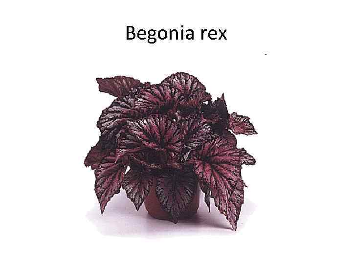 Begonia rex 