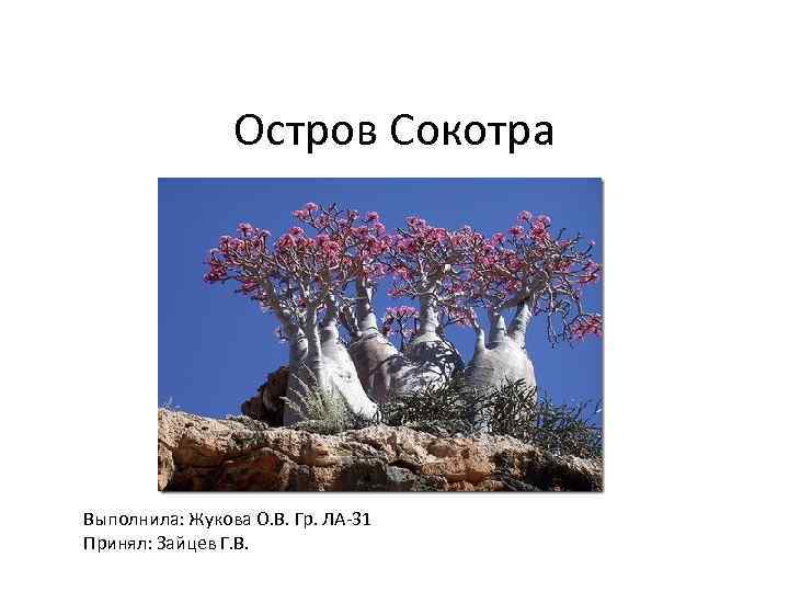 Остров Сокотра Выполнила: Жукова О. В. Гр. ЛА-31 Принял: Зайцев Г. В. 