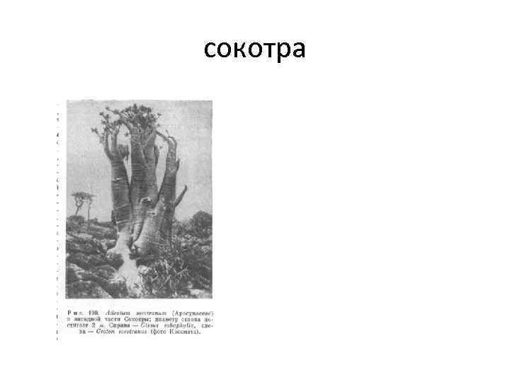 сокотра 