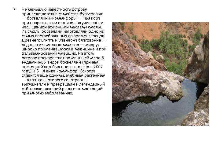  • Не меньшую известность острову принесли деревья семейства бурзеровых — босвеллии и коммифоры,