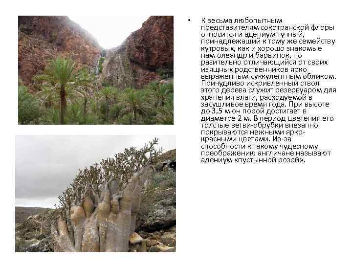  • К весьма любопытным представителям сокотранской флоры относится и адениум тучный, принадлежащий к