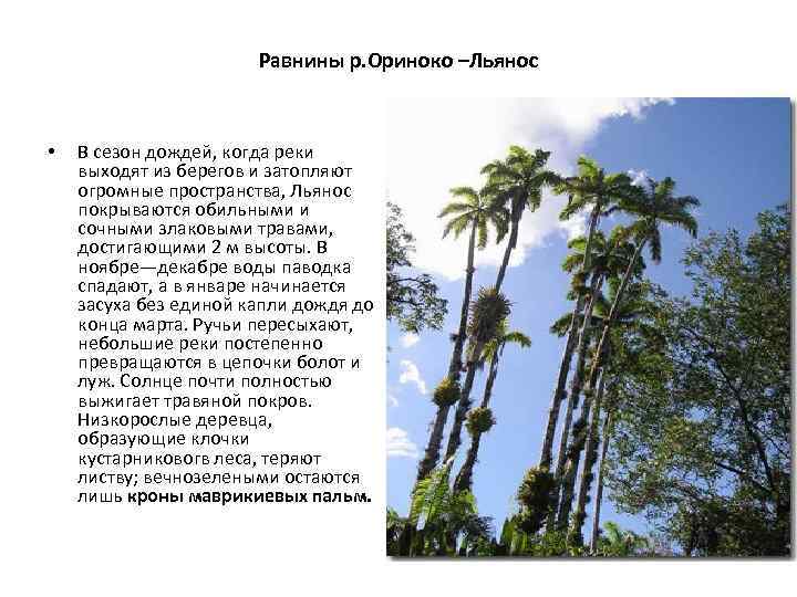 Ориноко низменность. Равнины Льянос-Ориноко. Равнина Ориноко. Равнина Ориноко природные зоны. Климат равнины Ориноко.