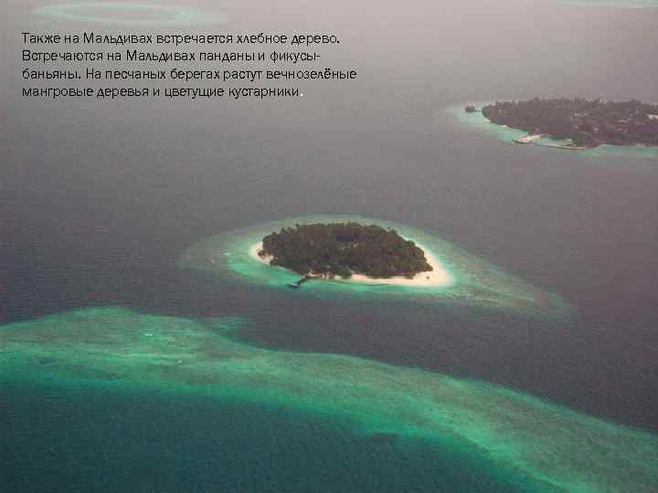 Также на Мальдивах встречается хлебное дерево. Встречаются на Мальдивах панданы и фикусыбаньяны. На песчаных