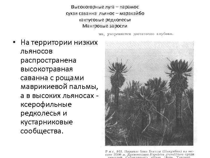 Высокогорные луга – парамос сухая саванна льянос – маракайбо кактусовые редколесья Мангровые заросли •