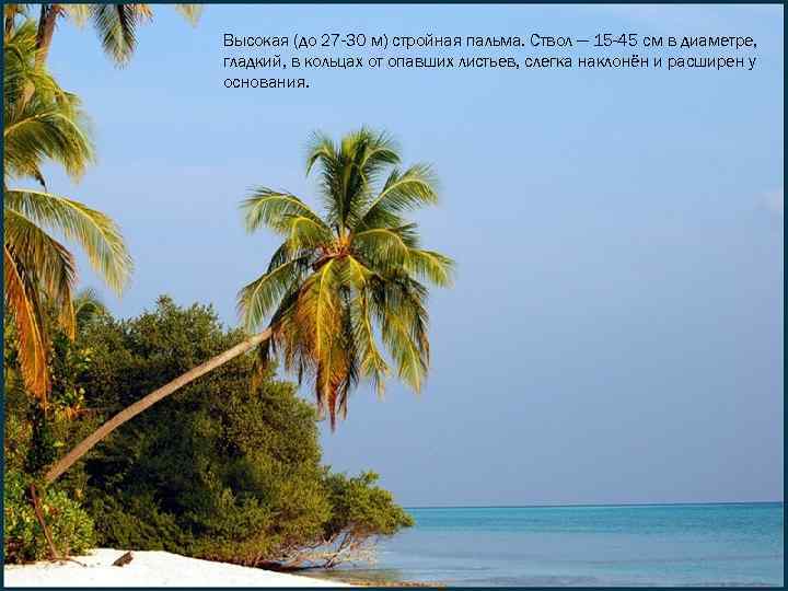 Высокая (до 27 -30 м) стройная пальма. Ствол — 15 -45 см в диаметре,