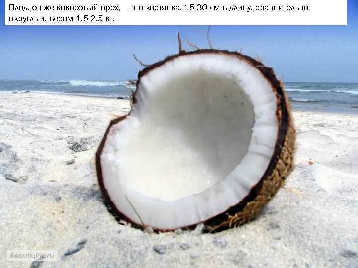 Плод, он же кокосовый орех, — это костянка, 15 -30 см в длину, сравнительно