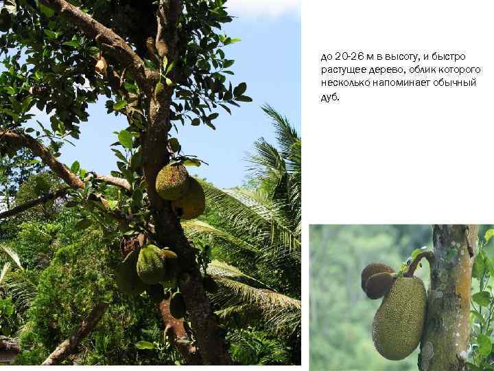 до 20 -26 м в высоту, и быстро растущее дерево, облик которого несколько напоминает