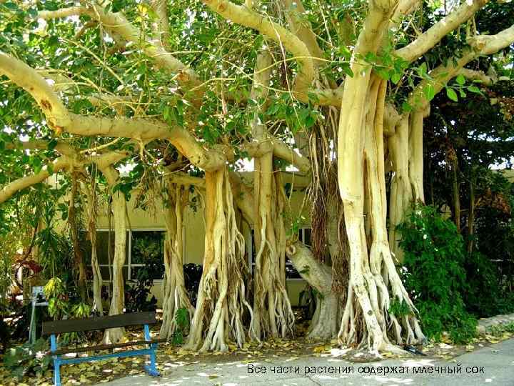 Все части растения содержат млечный сок 