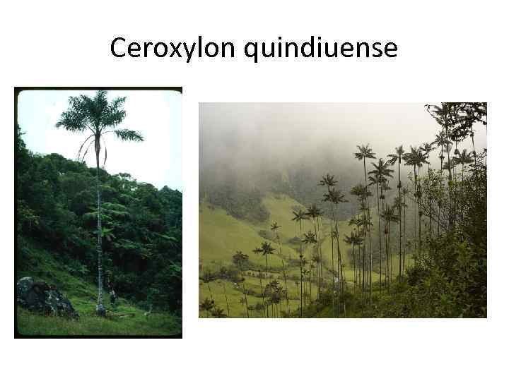 Ceroxylon quindiuense 