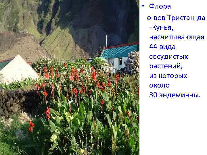 • Флора о-вов Тристан-да -Кунья, насчитывающая 44 вида сосудистых растений, из которых около