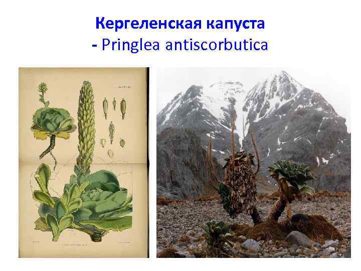 Кергеленская капуста - Pringlea antiscorbutica 