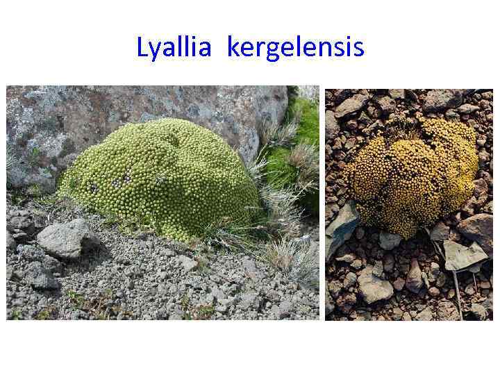 Lyallia kergelensis 
