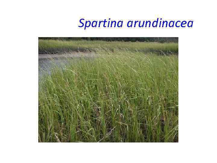 Spartina arundinacea 