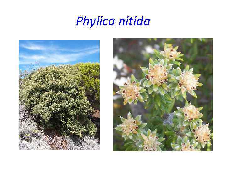Phylica nitida 