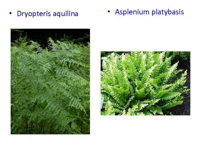  • Dryopteris aquilina • Asplenium platybasis 