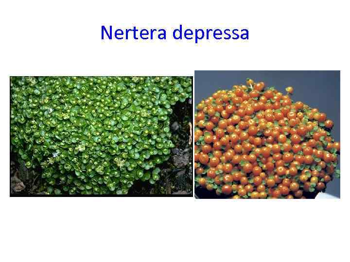 Nertera depressa 