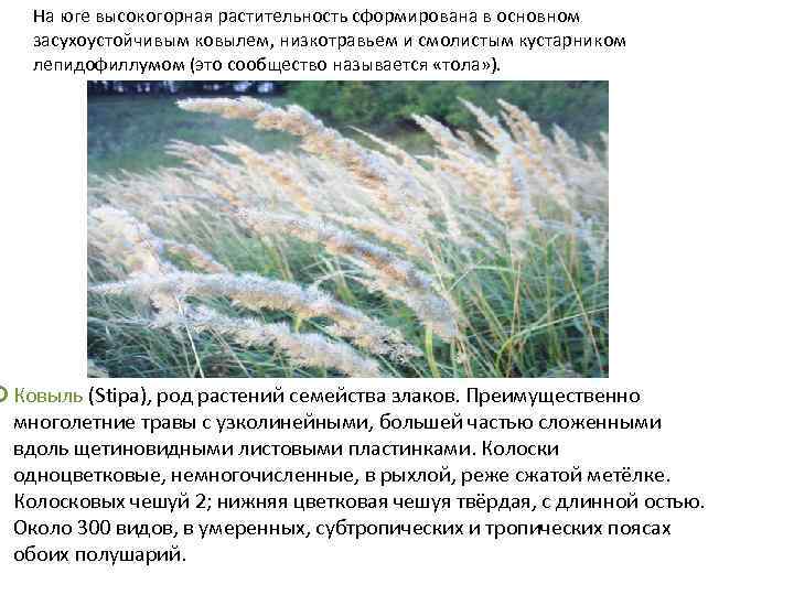 На юге высокогорная растительность сформирована в основном засухоустойчивым ковылем, низкотравьем и смолистым кустарником лепидофиллумом