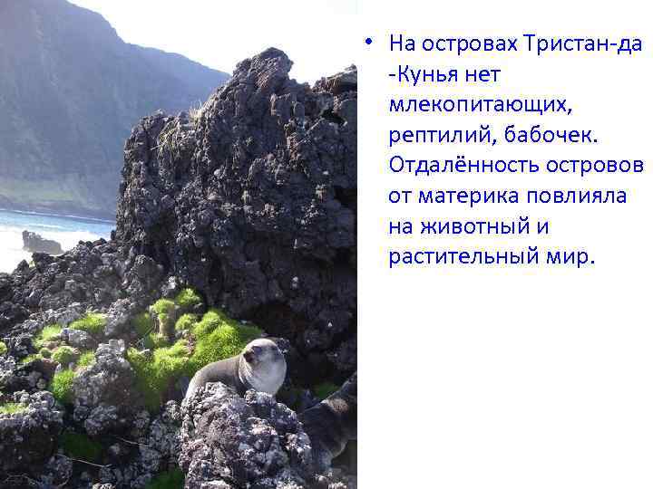  • На островах Тристан-да -Кунья нет млекопитающих, рептилий, бабочек. Отдалённость островов от материка