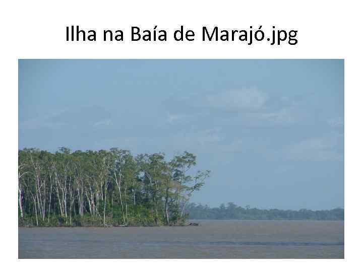 Ilha na Baía de Marajó. jpg 