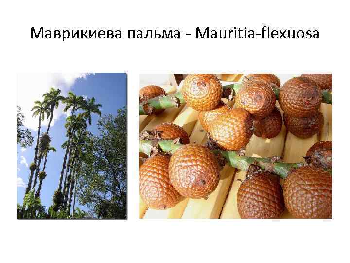 Маврикиева пальма - Mauritia-flexuosa 
