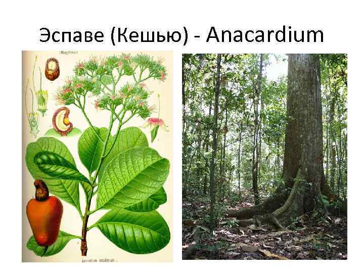 Эспаве (Кешью) - Anacardium 