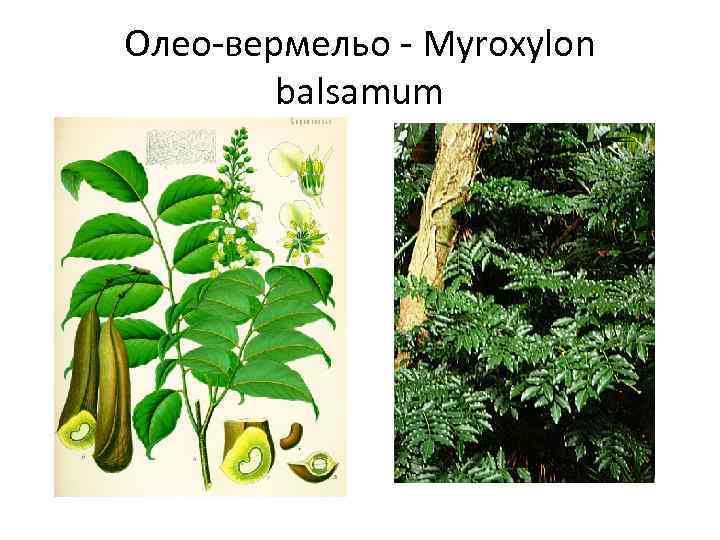 Олео-вермельо - Myroxylon balsamum 