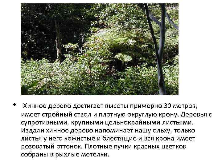  • Хинное дерево достигает высоты примерно 30 метров, имеет стройный ствол и плотную