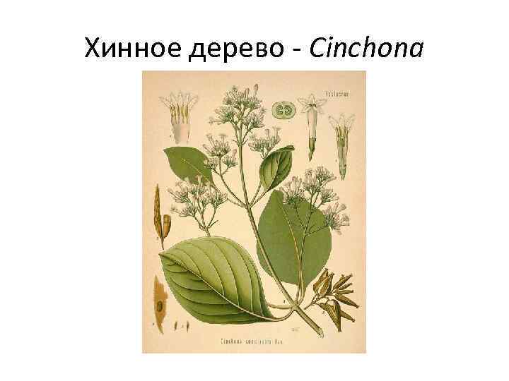 Хинное дерево - Cinchona 