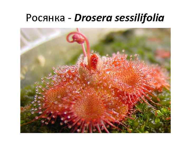 Росянка - Drosera sessilifolia 